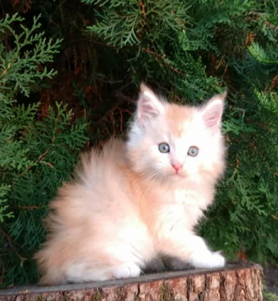 Disponibili Cuccioli di Maine coon!!!