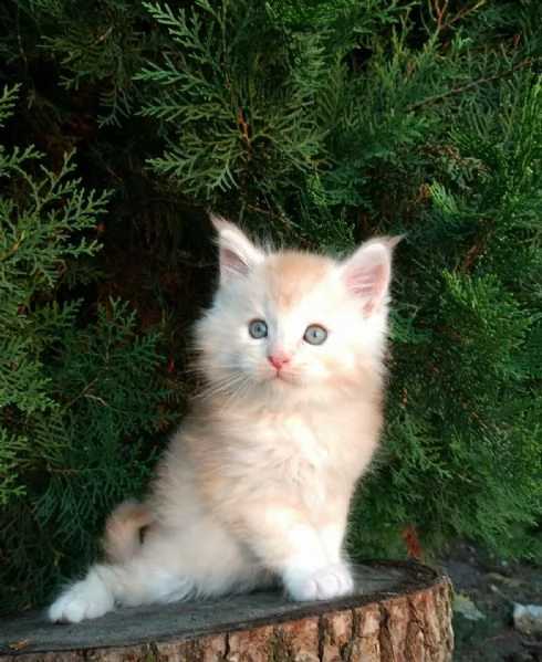 Disponibili Cuccioli di Maine coon!!! | Foto 0