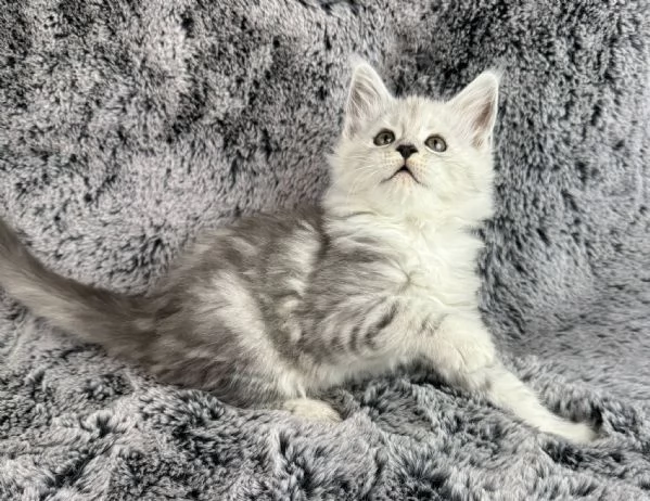 Gatti maine coon!!