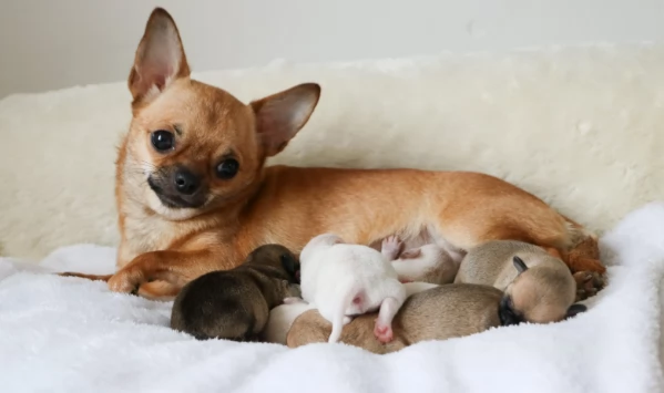 Bellissimo cucciolo di Chihuahua