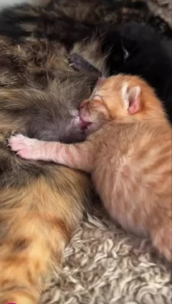 Gattini arancioni  | Foto 0