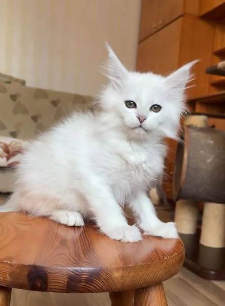 Disponibili Cuccioli di Maine coon.