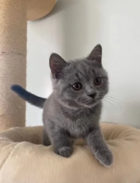 Due cucciole british shorthair