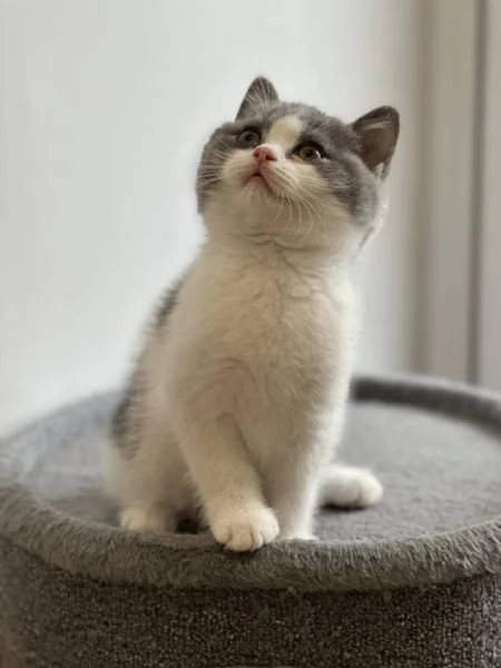 Cucciolo di British Shorthair 