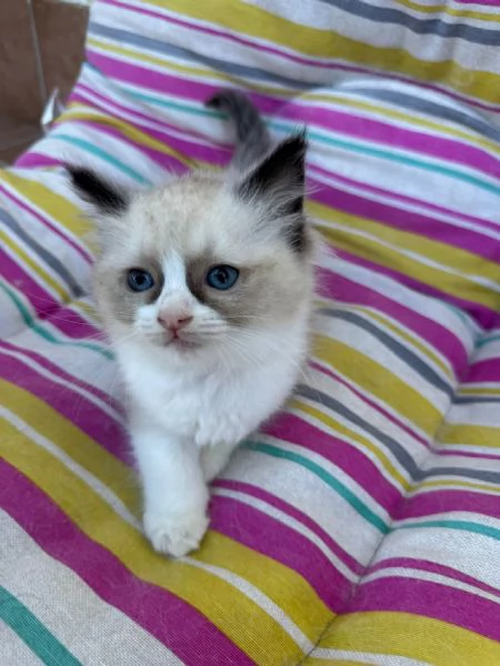 Ragdoll