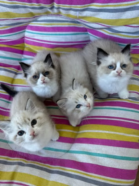 Ragdoll | Foto 4