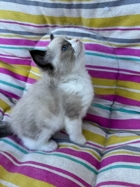 Ragdoll | Foto 3