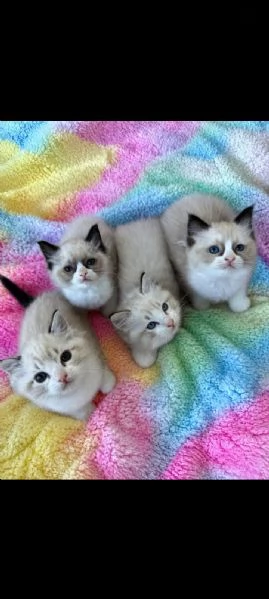 Ragdoll | Foto 0