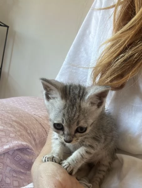 Gattina  | Foto 3