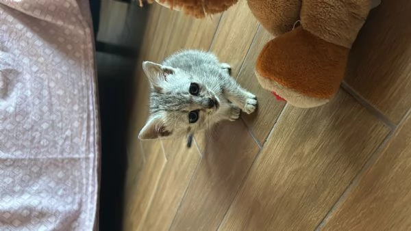 Gattina  | Foto 2