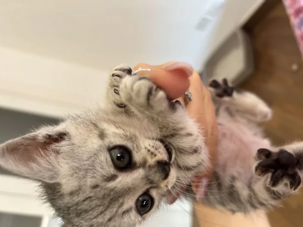 Gattina  | Foto 1