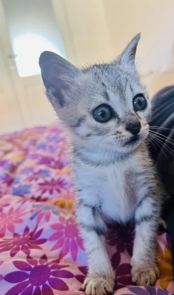 Gattina  | Foto 0