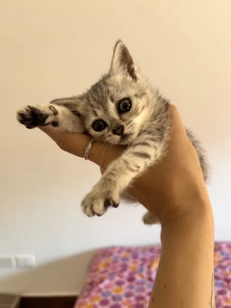 Gattina 