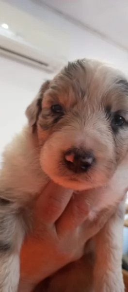 Cuccioli pastore australiano | Foto 9