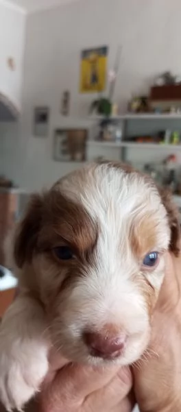 Cuccioli pastore australiano | Foto 8