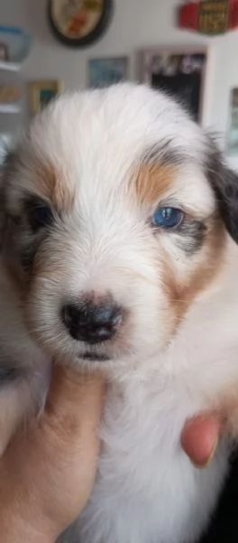 Cuccioli pastore australiano | Foto 7