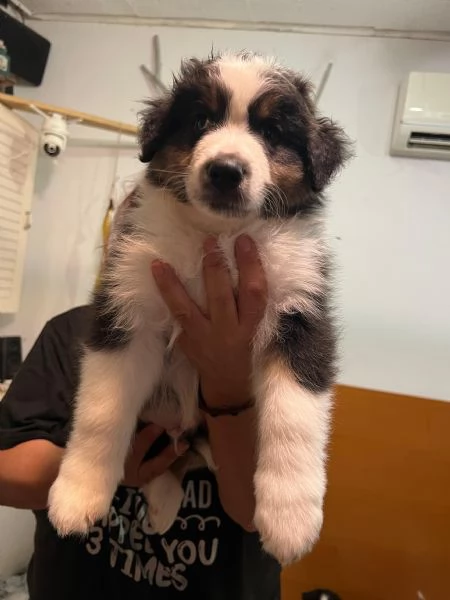 Cuccioli pastore australiano