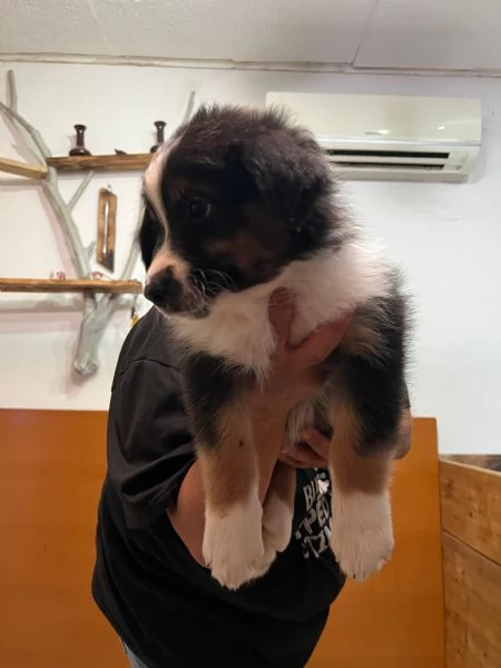 Cuccioli pastore australiano | Foto 6