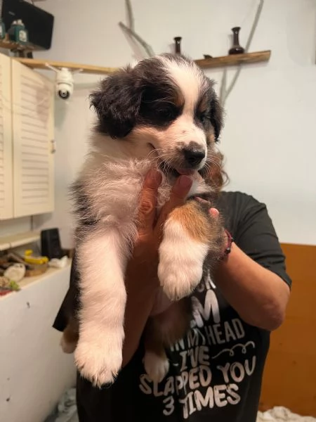 Cuccioli pastore australiano | Foto 5