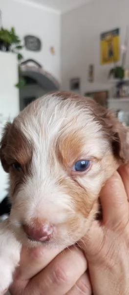 Cuccioli pastore australiano | Foto 4