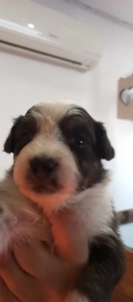 Cuccioli pastore australiano | Foto 3