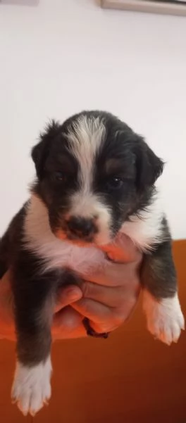 Cuccioli pastore australiano | Foto 2