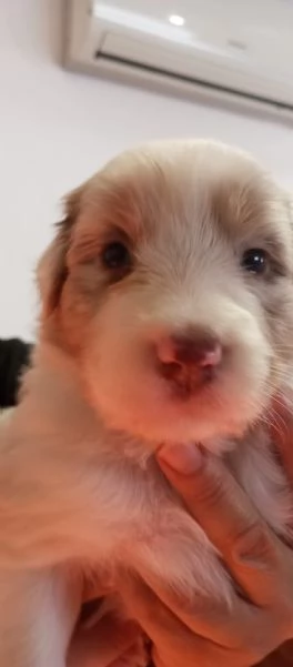 Cuccioli pastore australiano | Foto 1