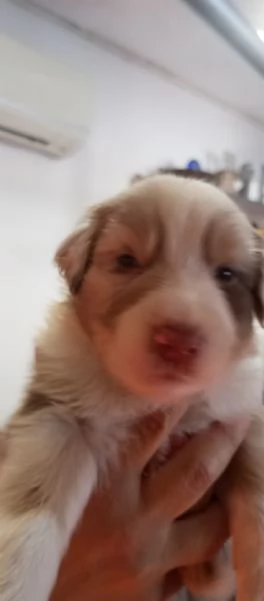 Cuccioli pastore australiano | Foto 0