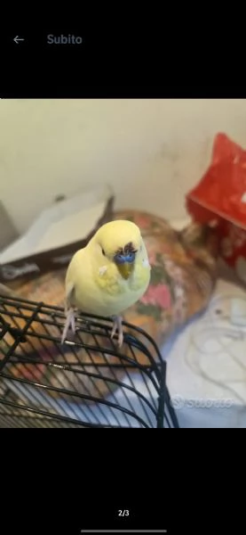 cocorita 
