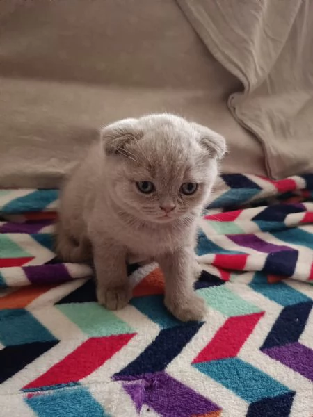 Scottish Fold | Foto 3