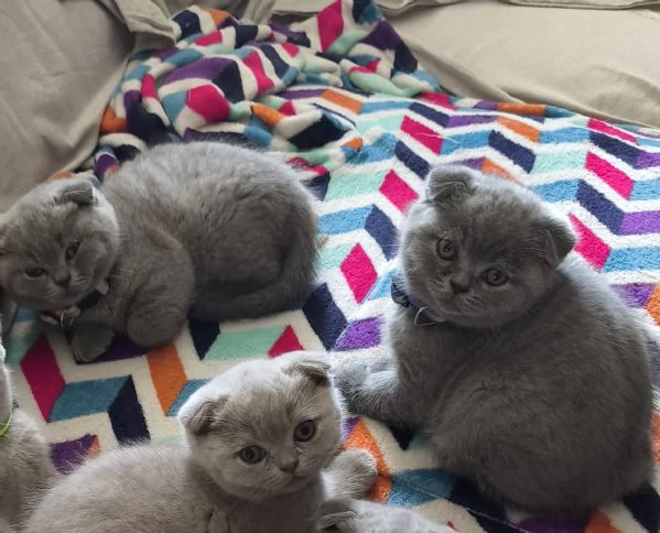 Scottish Fold