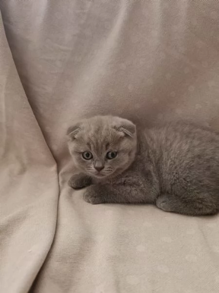 Scottish Fold | Foto 2