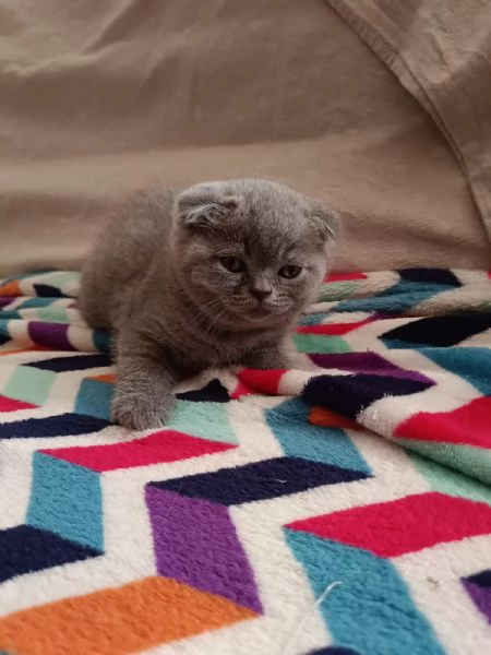 Scottish Fold | Foto 1