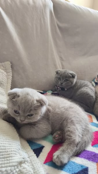 Scottish Fold | Foto 0