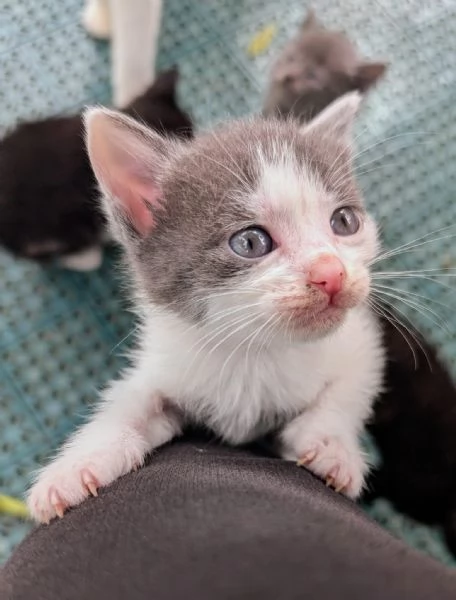 Gattina di 3 mesi