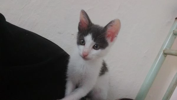 Gattina di 3 mesi | Foto 0