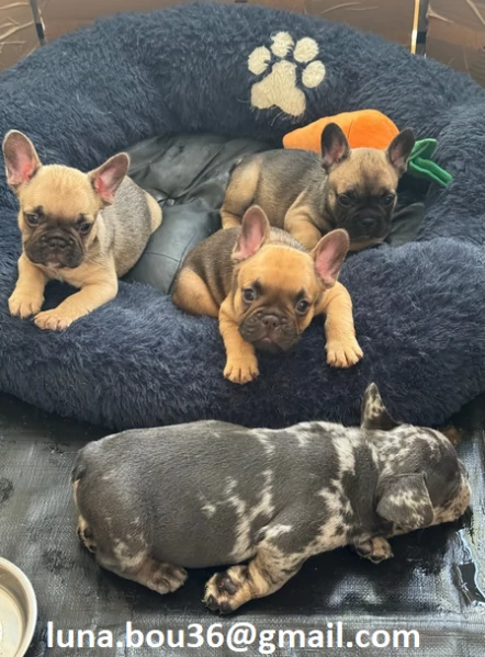Regalo cuccioli di BULLDOG FRANCES cuccioli di BULLDOG FRANCES , ancora disponibili un maschio e una