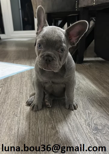 Regalo cuccioli di BULLDOG FRANCES cuccioli di BULLDOG FRANCES , ancora disponibili un maschio e una