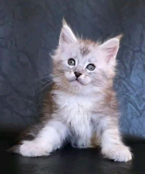 Maine Coon cuccioli | Foto 0