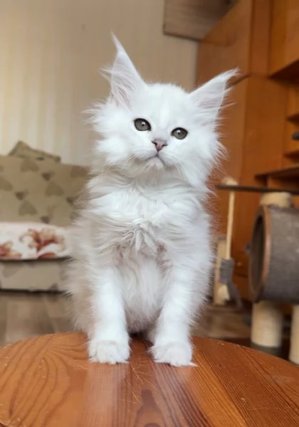 Cuccioli Maine Coon maschi e femmine | Foto 0