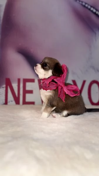 Chihuahua cuccioli 