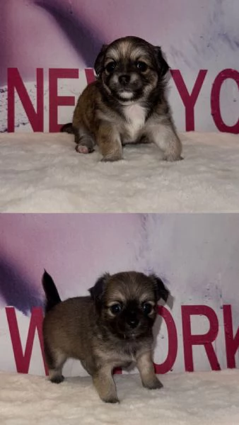 Chihuahua cuccioli  | Foto 6