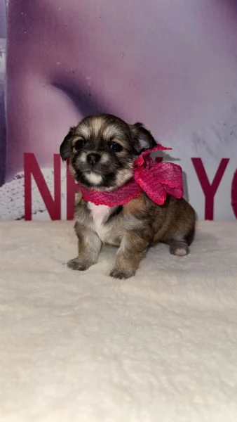 Chihuahua cuccioli  | Foto 5