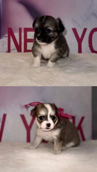 Chihuahua cuccioli  | Foto 4