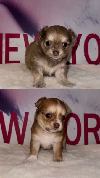 Chihuahua cuccioli  | Foto 3
