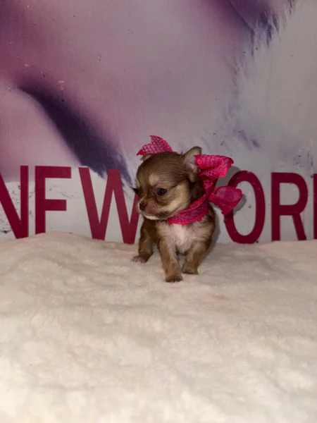 Chihuahua cuccioli  | Foto 1