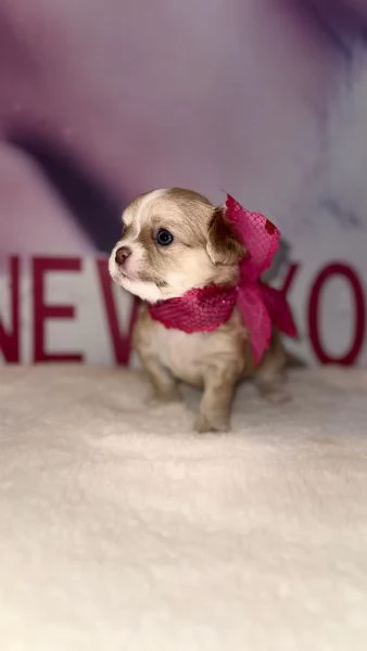 Chihuahua cuccioli  | Foto 0