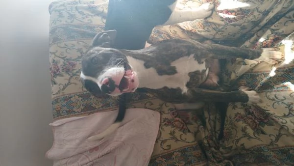 Cagnolina pitbull di 1 anni tigrata