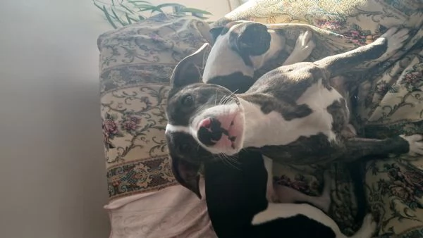 Cagnolina pitbull di 1 anni tigrata | Foto 0