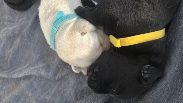 cuccioli di labrador retriver | Foto 5